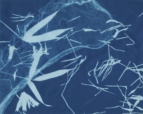 Cyanotype No.5