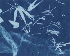 Cyanotype No.6