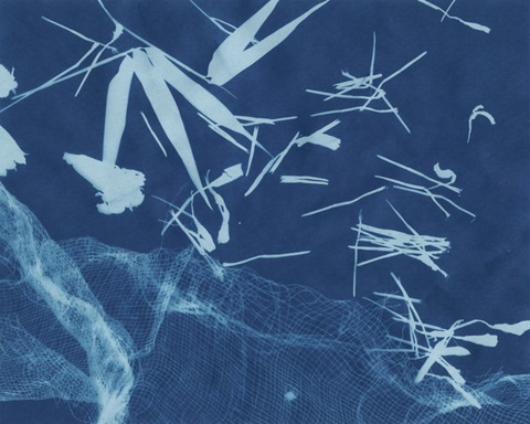 Cyanotype No.6