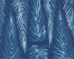 Cyanotype No.7