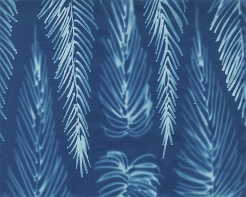 Cyanotype No.7
