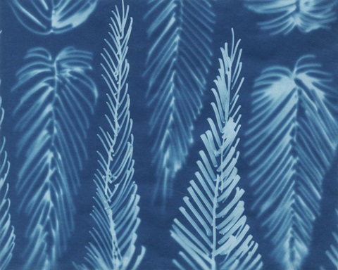 Cyanotype No.8
