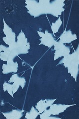 Cyanotype No.9