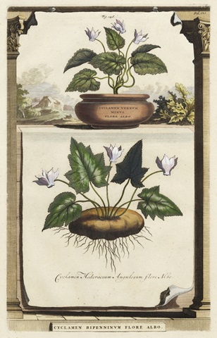 Cyclamen Flore II