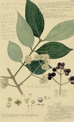 Descubes Foliage and Fruit I