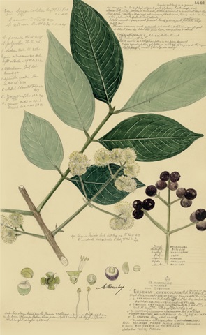 Descubes Foliage and Fruit I