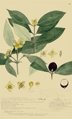 Descubes Foliage and Fruit II