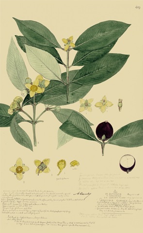 Descubes Foliage and Fruit II