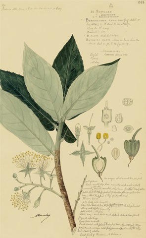 Descubes Foliage and Fruit III