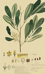 Descubes Foliage and Fruit IV