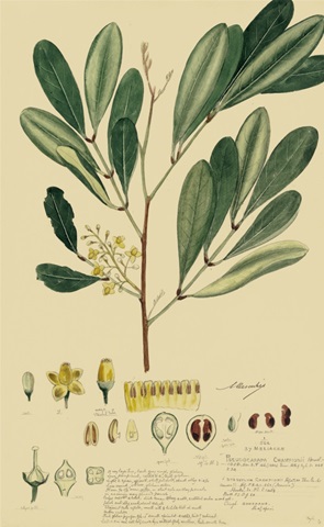 Descubes Foliage and Fruit IV