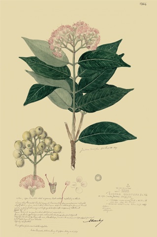 Descubes Tropical Botanical I