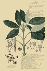 Descubes Tropical Botanical II