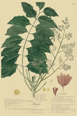 Descubes Tropical Botanical III