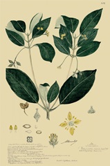 Descubes Tropical Botanical IV