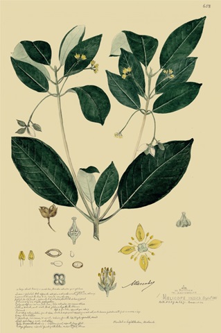 Descubes Tropical Botanical IV