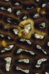 Discovery - Malaysia