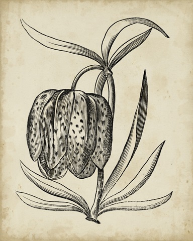 Distinguished Floral IV