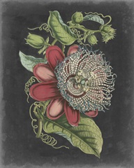 Dramatic Tropical Beauty I