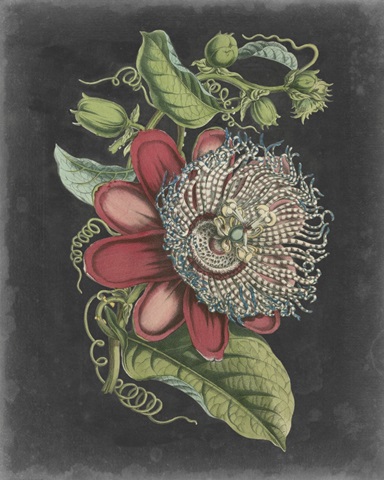 Dramatic Tropical Beauty I