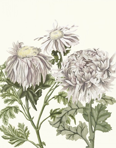 Early Spring Chrysanthemums I