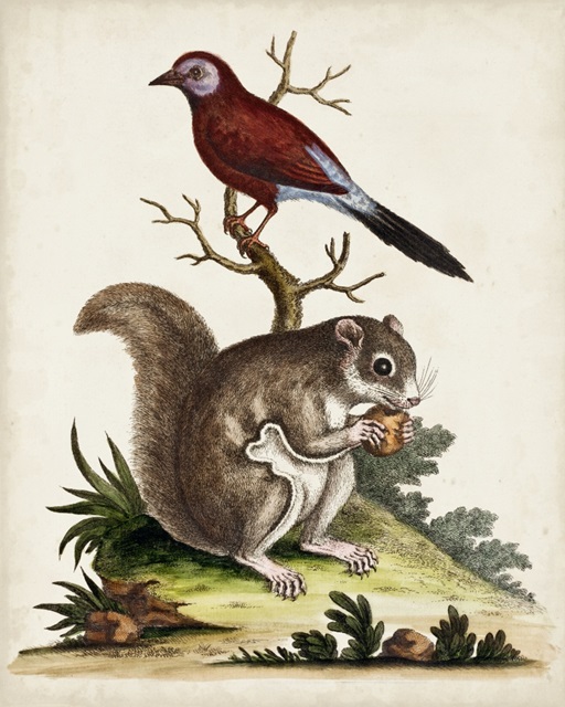 Edwards Squirrel