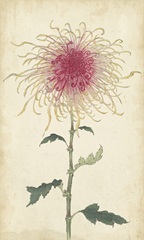 Elegant Chrysanthemums I