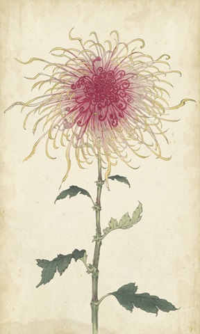 Elegant Chrysanthemums I