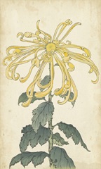 Elegant Chrysanthemums II