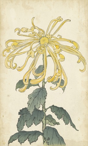 Elegant Chrysanthemums II