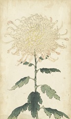 Elegant Chrysanthemums III