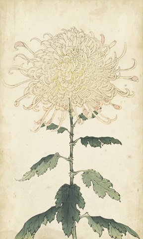 Elegant Chrysanthemums III
