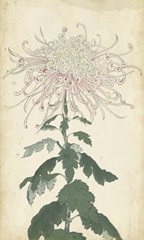 Elegant Chrysanthemums IV