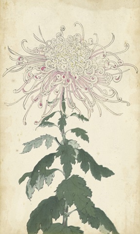 Elegant Chrysanthemums IV