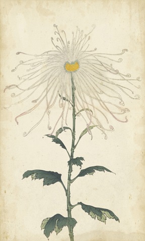 Elegant Chrysanthemums V