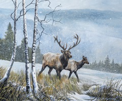 Elk Journey IV