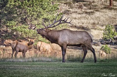 Elk Study III