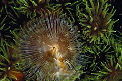 Enchanting - Indonesia