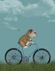 English Bulldog on Bicycle - Sky