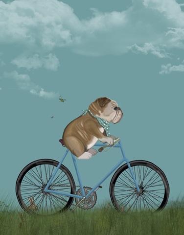English Bulldog on Bicycle - Sky
