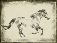 Equine Study I