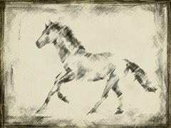 Equine Study II