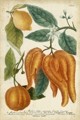 Exotic Citrus I