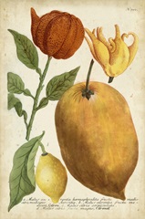 Exotic Citrus II