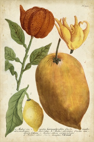 Exotic Citrus II