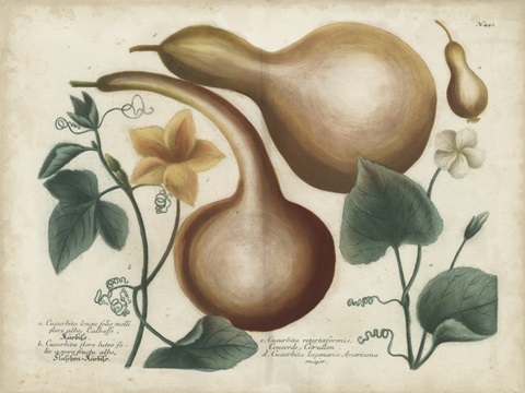 Exotic Weinmann Botanical I