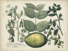 Exotic Weinmann Botanical II