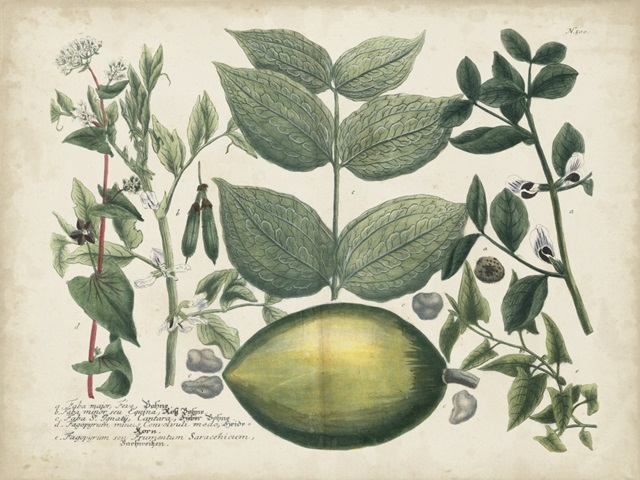 Exotic Weinmann Botanical II