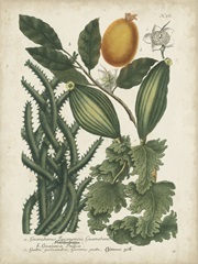 Exotic Weinmann Botanical III