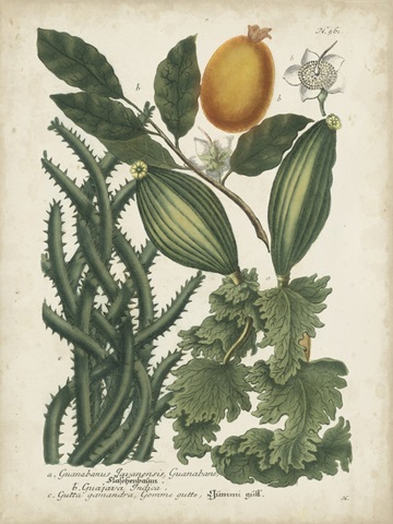Exotic Weinmann Botanical III